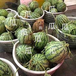 娱乐瓜吃瓜,明星们的幕后故事与甜蜜瓜料