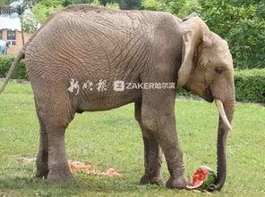 2022娱乐圈吃瓜乱象,揭秘吃瓜乱象背后的真相与反思