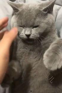 吃瓜娱乐圈懒猫儿,揭秘明星幕后故事